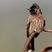 Red-vented Bulbul Red-vented Bulbul